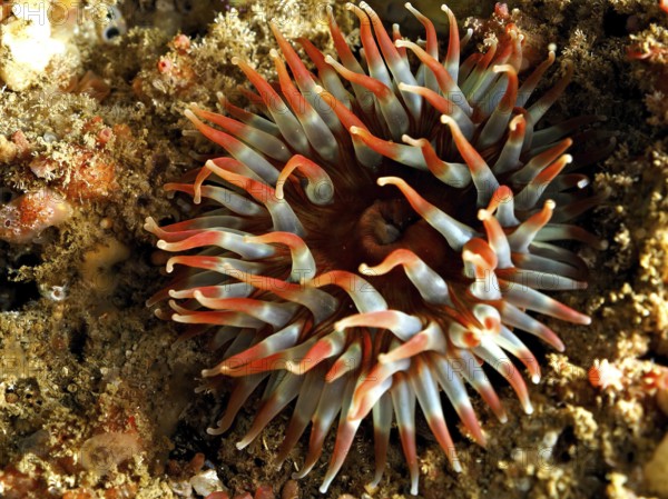 Nymphaea colourata, Dahlia anemone (Urticina felina), with wide open tentacles on the seabed. Dive