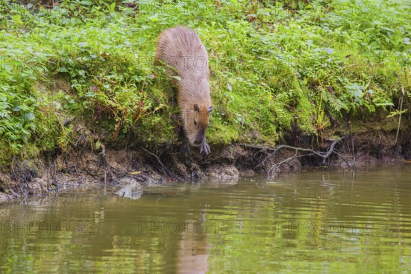 A (greater) capybara (Hydrochoerus hydrochaeris) leaves the riparian vegetation and enters the