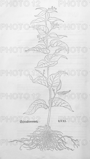 Common swallow-root (Vincetoxicum hirundinaria), woodcut by Leonhart Fuchs, from New Kreüterbuch,