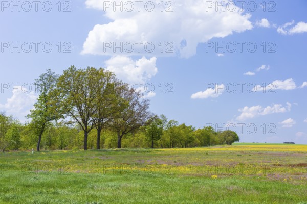 Yellow and purple flowers on an agricultural wasteland near Cavertitz, Saxony, Germany