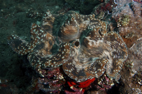Giant clam, killer clam (Tridacna squamosa) with complex texture on the seabed shows fascinating