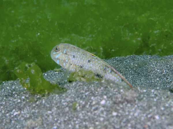 A spotted fish, spiny-cheeked goby (Oplopomus oplopomus), in sand and algae, perfectly adapted to