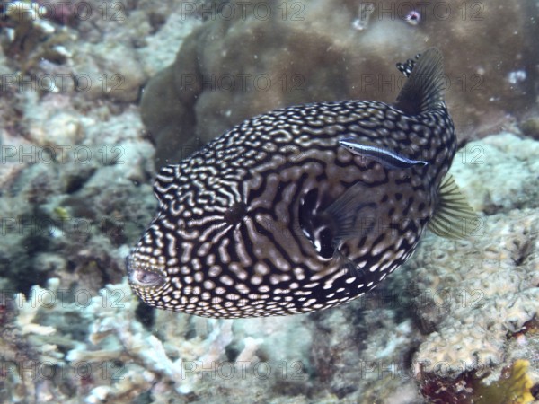 A dotted map pufferfish (Arothron mappa) swimming near corals with a cleaner fish, dive site Spice