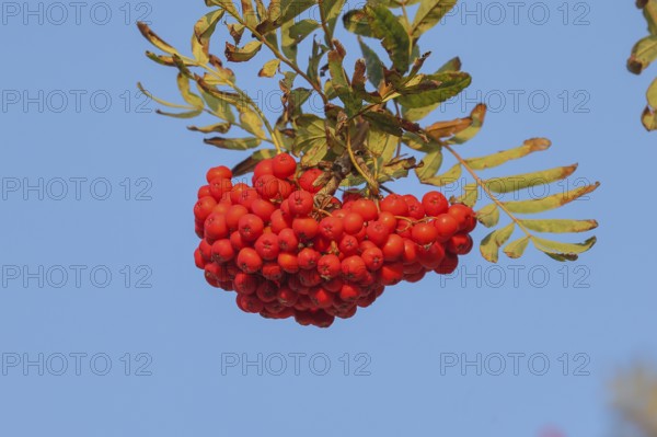 Red cluster of rowan berries with leaves against a blue background, rowan berries (Sorbus