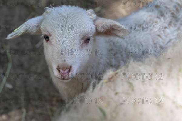 Lamb of a whale sheep (Ovis aries), deer park, Bavaria, Germany