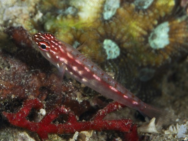 Small red-spotted fish, hairfin dwarf goby (Eviota prasites), dwarf goby, on a coral reef, dive