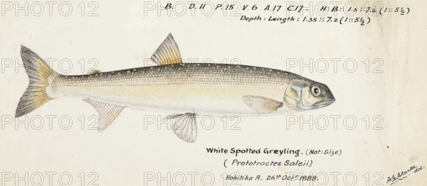 New Zealand grayling, Prototroctes oxyrhynchus, New Zealand grayling, fish, reproduction of an