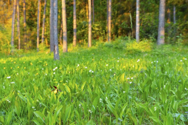 Red-brown lady's slipper (Cypripedium calceolus), orchid family, (Orchidaceae), mixed forest,