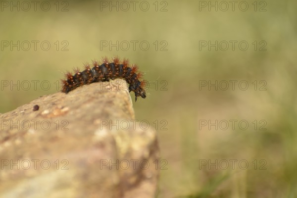 Caterpillar of the golden-haired bark owl (Acronicta auricoma), seen in the Deferegger Alps at 1700