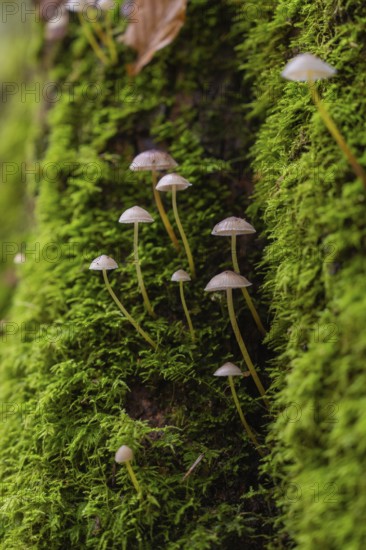 Small mushrooms rising from the green moss on a tree trunk, Monbachtal, Bad Liebenzell, district of