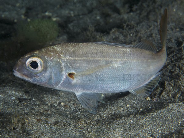 Close-up of a silver fish with large eye, red bream (Pagellus erythrinus), underwater, dive site
