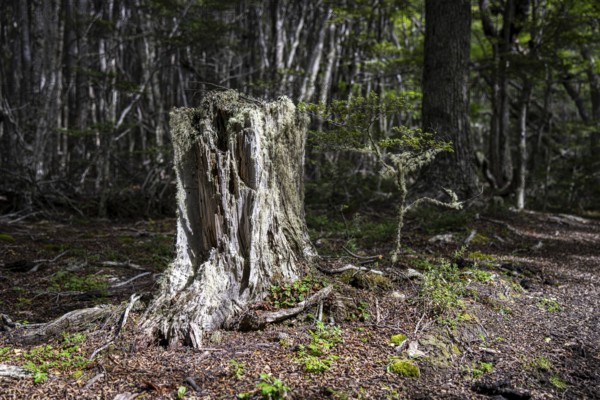 Tree stump along the Pampa Alta hiking trail, Tierra del Fuego National Park, National Route 3,