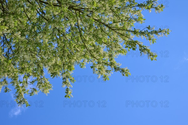 Grape church in bloom, against a blue background in spring, Freiensteinau, Vogelsberg, Hesse,