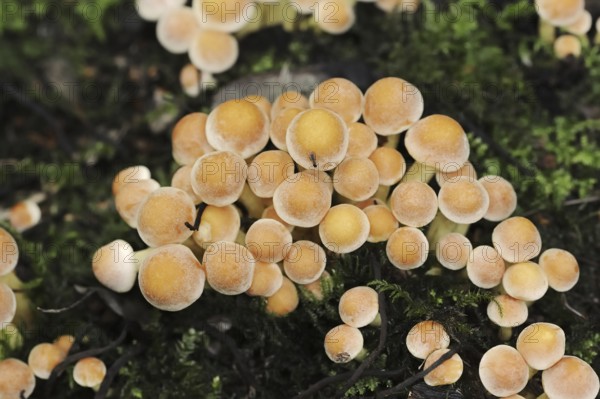 Brick Red Sulphur Head (Hypholoma lateritium, Hypholoma sublateritium), North Rhine-Westphalia,