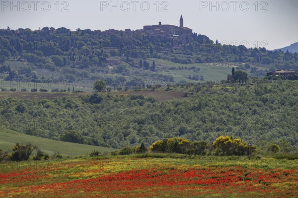 Poppy meadow (Papaveraceae) and flowering yellow broom (Genista tinctoria), behind Pienza,