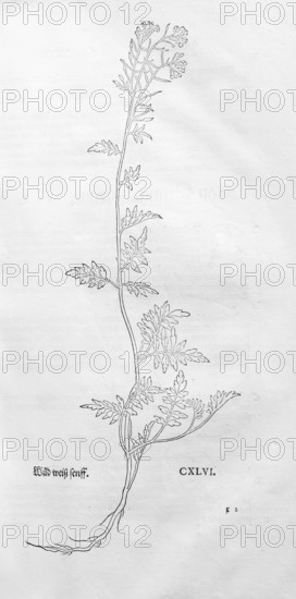 Wild cress, Rorippa sylvestris, woodcut by Leonhart Fuchs, from New Kreüterbuch, neues Kräuterbuch,