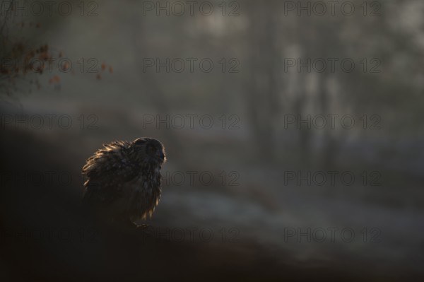 Eurasian Eagle-Owl (Bubo bubo) perched on a stone, North Rhine-Westphalia, Germany