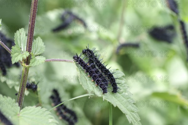 Caterpillars, european peacock (Aglais io), macro, butterfly, nettle, close-up of the black