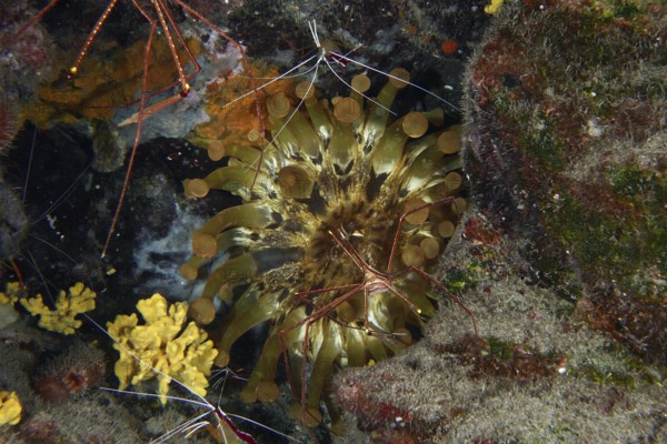 Club-tipped anemone (Telmatactis cricoides) with brown and yellow tentacles in a crevice. Dive site
