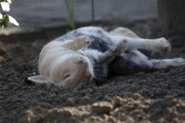 Rabbit (Oryctolagus cuniculus), Easter, earth, lying, funny, contentment, A rabbit rolls in the
