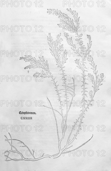 Genista germanica (Genista germanicus), woodcut by Leonhart Fuchs, from New Kreüterbuch, neues