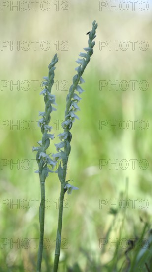 Autumn helleborine (Spiranthes spiralis), autumn helleborine, small orchids, very rare, flowering