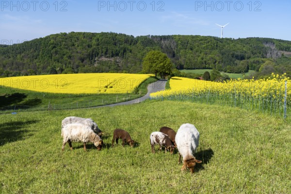 Sheep, lambs, on a field next to rape fields in full bloom, spring in the Elfringhauser Schweiz,