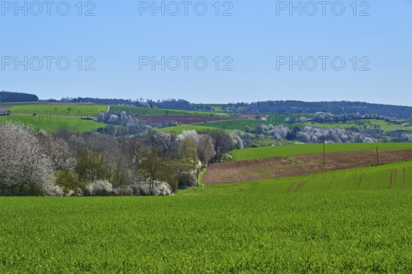 Wide landscape with green fields and blossoming cherry trees under a clear blue sky, Pflaumheim,
