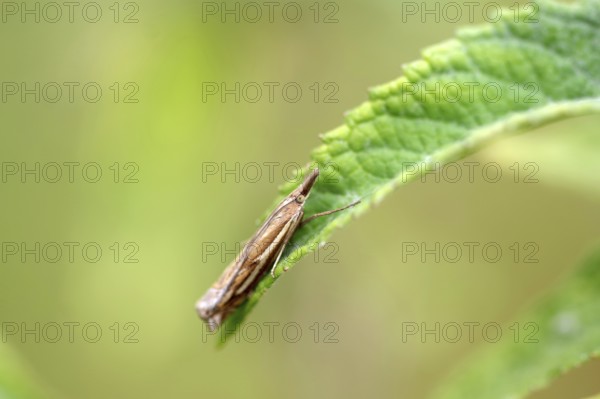Common Grass-veneer (Crambus pratella), moth, macro, leaf, close-up of Common Grass-veneer sitting