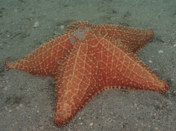 Red cushion sea star (Oreaster reticulatus), Blue Heron Bridge dive site, Phil Foster Park, Riviera