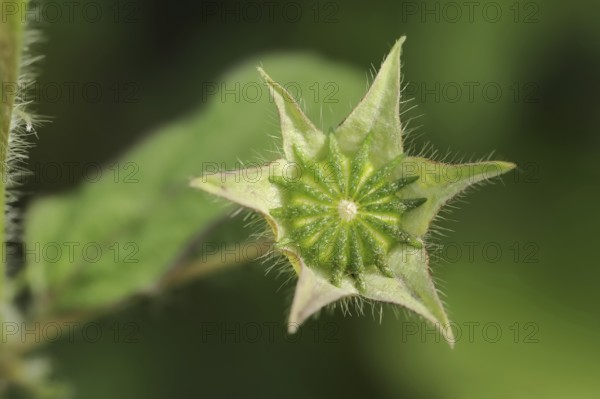 Crested summer mallow (Anoda cristata), fruiting stem, ornamental plant, North Rhine-Westphalia,