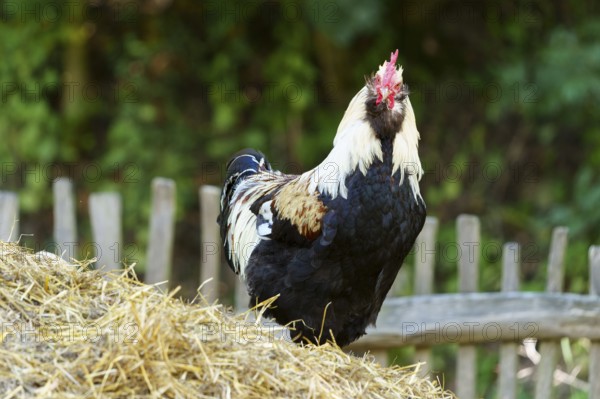 A rooster stands on a dung heap in front of a wooden fence in a natural environment, German Salmon