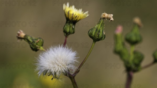 Marsh sowthistle (Sonchus palustris), macro, flower, Zingaro, national park, nature reserve,
