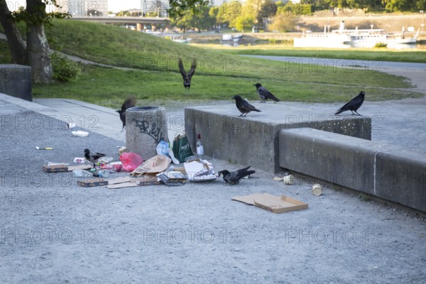Overflowing wastepaper basket in which several common ravens (Corvus corax) are rummaging for food