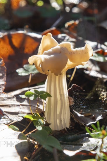 Autumn laurel (Helvella crispa), fruiting body against the light, poisonous, Bad Homburg vor der