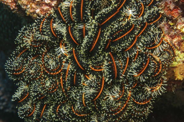 Close-up of curled tentacles of Noble Feather Star (Comaster nobilis) Hair Star filters zooplankton
