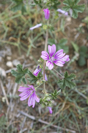 Corn mallow or Cretan hollyhock (Malva multiflora or Lavatera cretica) in the archaeological site
