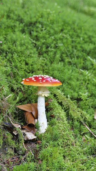 Fly agaric (Amanita muscaria), standing under a birch tree on the forest floor, Wilden, North