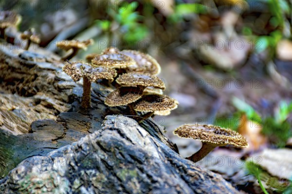 Mushrooms sprouting on the trunk of a fallen tree in the middle of the tropical forest in Minas