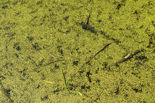 Pond with Common duckweed (Lemna minor) or duckweed in the UNESCO World Heritage Site and Hainich