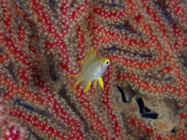 A single fish with yellow fins, Golden damselfish (Amblyglyphidodon aureus) juvenile, swimming in