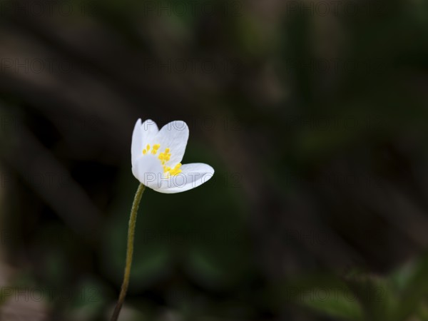 Wood anemone (anemone nemorosa), Bischofswiesen, Berchtesgadener Land, Upper Bavaria, Bavaria,