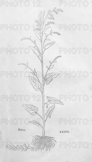 Garden melilot (Atriplex hortensis), woodcut by Leonhart Fuchs, from New Kreüterbuch, neues