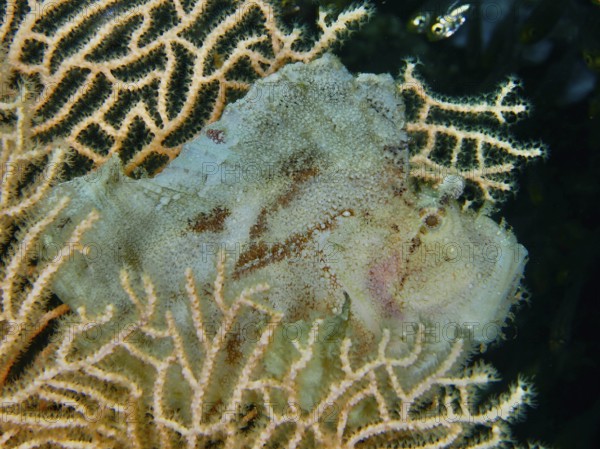 A pale green rocking fish (Taenianotus triacanthus) lurking in giant fan coral (Annella mollis),