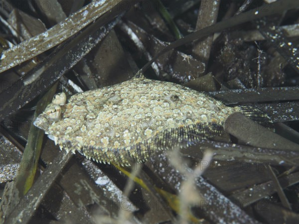 A flounder, eyespot dwarf turbot (Zeugopterus regius), lying well camouflaged between seagrass,