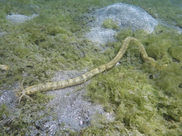 Feather mouth sea cucumber (Synapta maculata), on a sandy, algae-rich bottom, dive site Secret Bay,