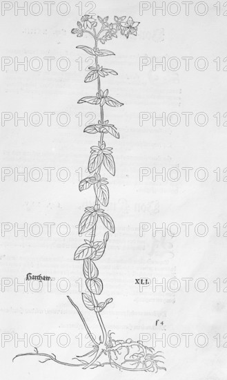 Hypericum hirsutum, Raues Hartheu (Hypericum montanem), woodcut by Leonhart Fuchs, from New