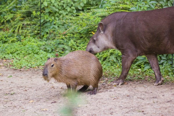 A South American tapir (Tapirus terrestris) and a Capybara (Hydrochoerus hydrochaeris) share the