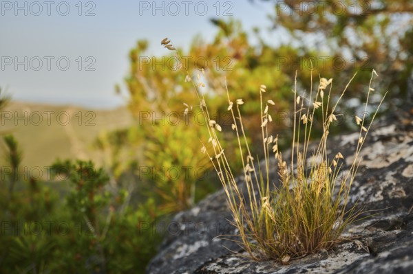 Sheep's fescue (Festuca ovina) growing at Mount "La Talaia del Montmell" at evening, Catalonia,