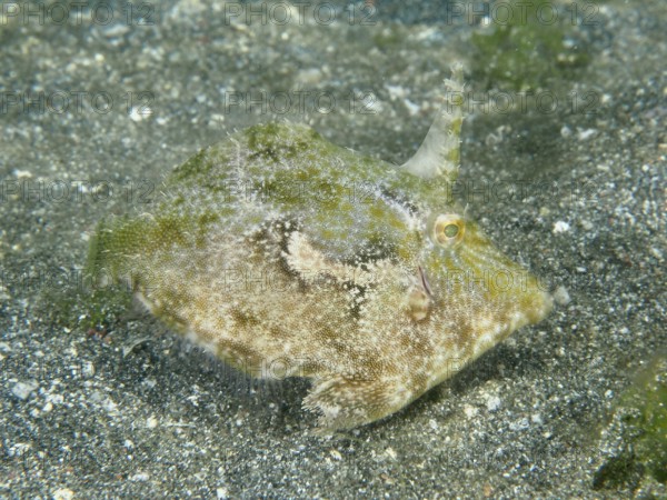 A camouflaged seagrass filefish (Acreichthys tomentosus) hides on the sandy seabed, dive site